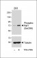 Phospho-Raf1 (Ser296) Antibody